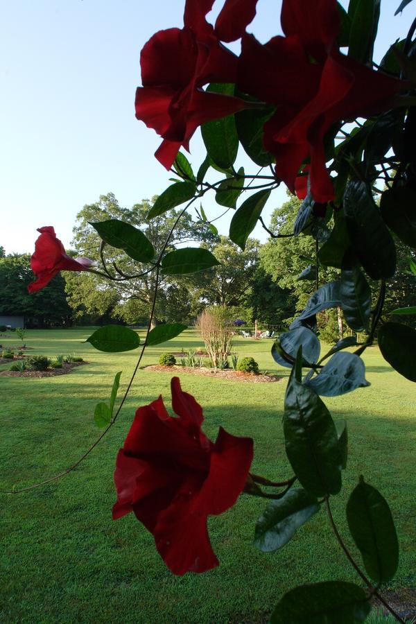 Seven Oaks Bed & Breakfast Highpoint Buitenkant foto